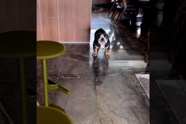 Ram Kapoor's Dog Barks At A Statue Of Another Dog