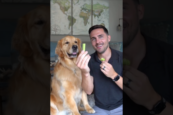 Golden Retriever Dog Chooses Between Celery And Broccoli In A Funny Video