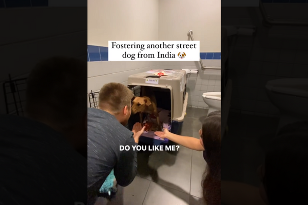 A Canadian Couple Adopts A Stray Dog From India