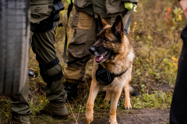 Karnataka: Police Dog 'Rambo' Solves Murder Case In Just 24 Hours