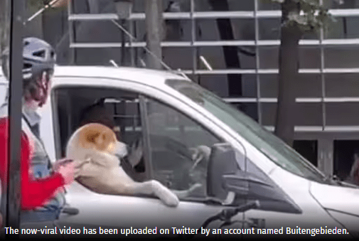 Watch How Dog’s Swagger Will Lighten Up Your Mood