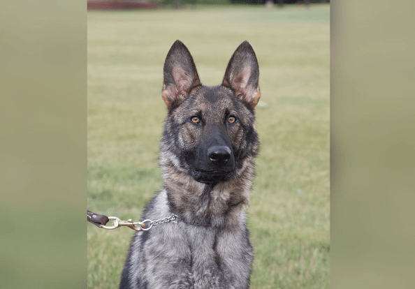 80-Year-Old Hunter Found by A Police Dog After Falling into A Michigan River