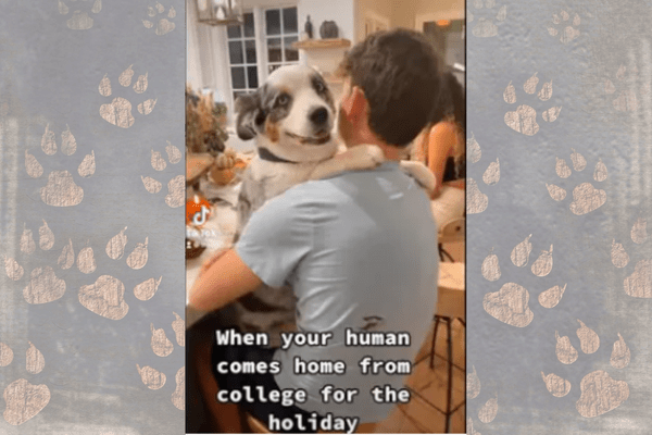A Cute Dog Can’t Stop Hugging a Human After He Returns Home