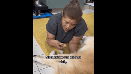A Woman Taking Care of an Old Dog Will Make You Say Aww