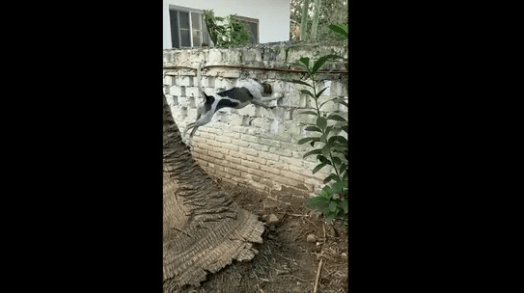 Anand Mahindra Shares Hilarious Dog Video After India Win Over Zimbabwe in T20 World Cup