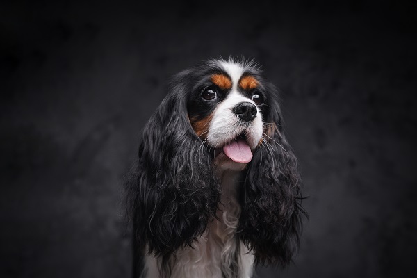 Are Dogs Able to See in The Dark