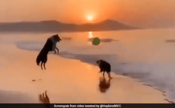 Guinness World Records 22-YO Dog Recognised As The Oldest In The World