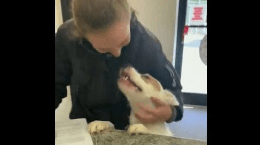 Shelter Dogs' Reaction to Being Adopted Is Absolutely Priceless