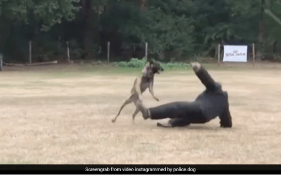 Speed and Strength of a K-9 Security Dog Wins Hearts Online