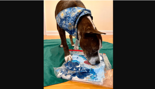 The Rescue Dog Shows His Unique Artistic Talent and Creates Art