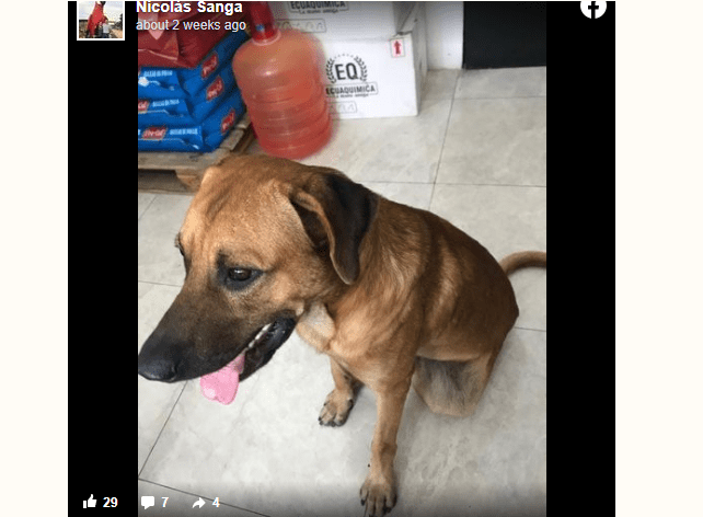 Watch How Clever Dog Rides Bus Alone to Surprise His Mom at Work