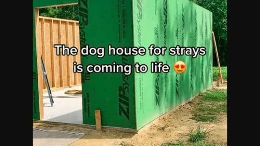 Watch How a Man Starts Building a Shelter for Stray Dogs All by Himself