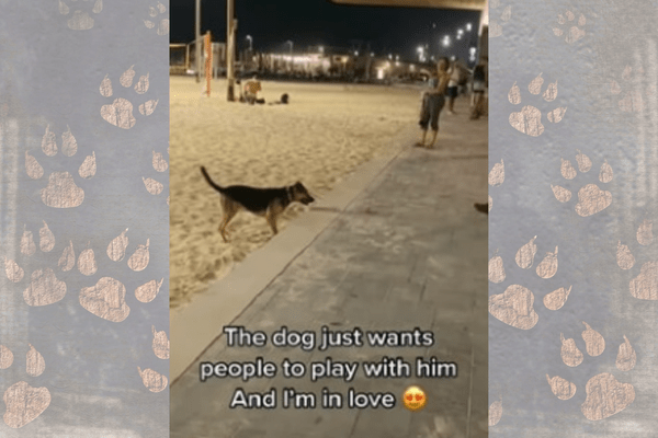 Dog Waits at The Beach with A Ball, So It Can Play Fetch with Passers-By