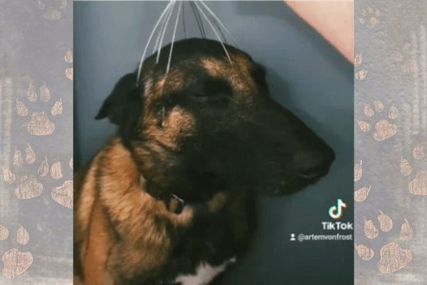 Dog’s Reaction to Getting a Head Massage Will Leave You Chuckling