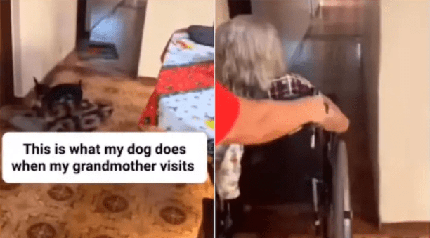 Heartwarming Video Shows Dog's Gesture for An Older Woman in A Wheelchair