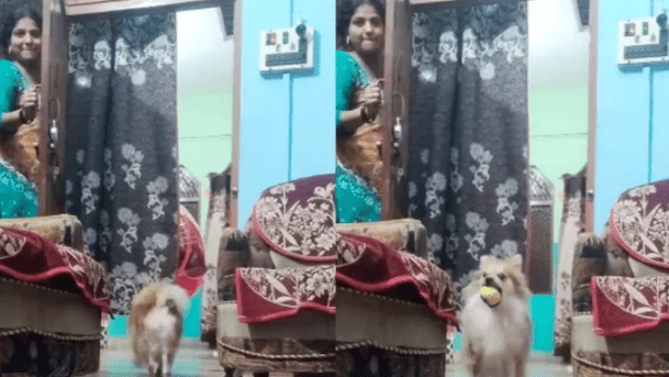 How Woman Plays Hide and Seek with The Dog