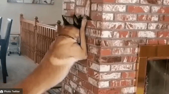 Little Girl plays Hide and Seek with Pet Dog Netizens Can't Stop Admiring