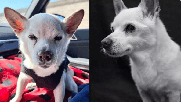 Meet Gino World’s Oldest Dog Living Is 22-Year-Old