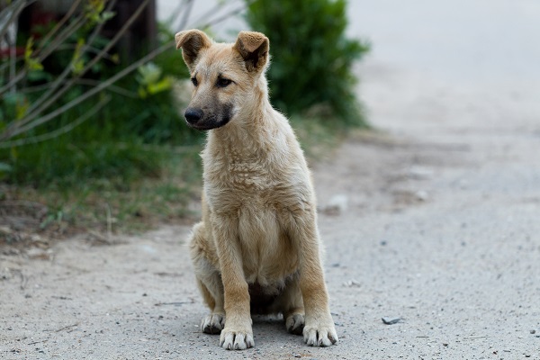 Ten Tips to Help Stray Dogs During Winters