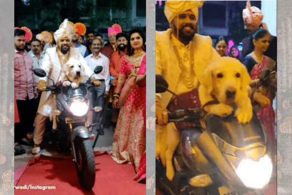 Video of a Groom's Grand Entry at His Wedding with Pet Dog Wins Hearts