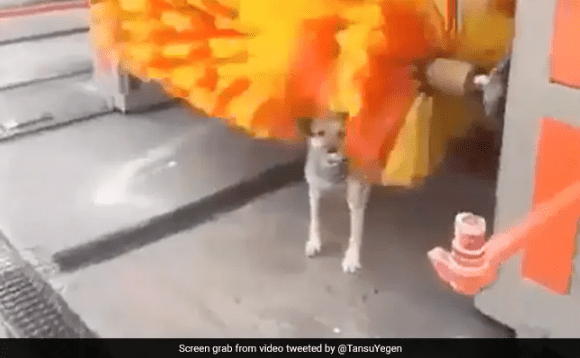 Watch Dog Getting Back Rubs During a Car Wash in an Old Video