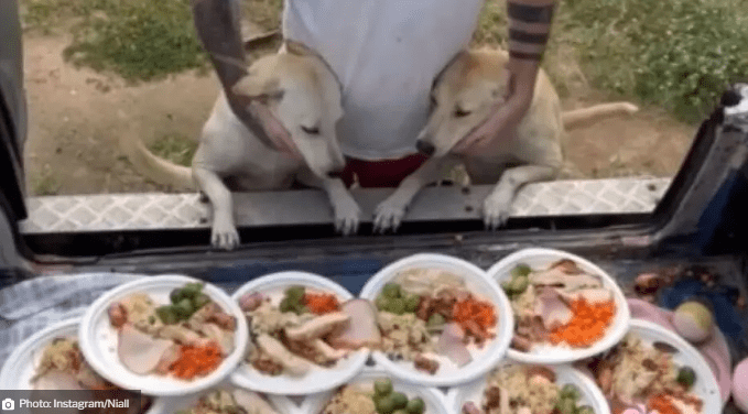 Watch Heartwarming Video Real-Life Santa Claus Celebrates Christmas with Street Dogs