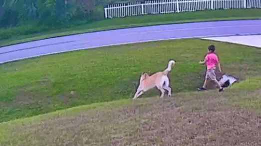 Watch Pet Dog Saves His Brother from Attack by Neighbor’s Dog, Netizens Shower Praise