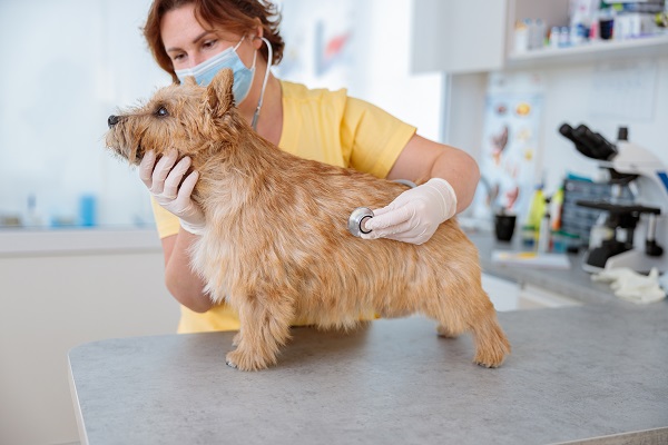 What is Brachycephalic Obstructive Airway Syndrome (Boas) in Dogs