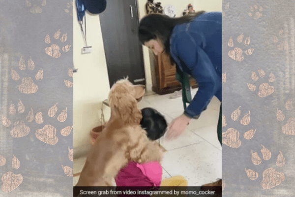 Women Acts to Hit Daughter, Pet Dog Momo Rushes to Protect Her