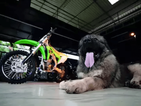 Bengaluru Man Buys A 20 Crore Dog