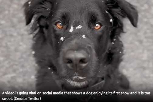 Dog Enjoys His First Snow in an Adorable Viral Video