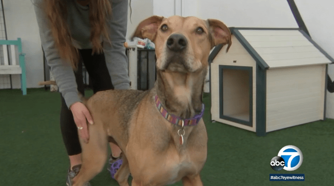 Dog Finally Got His Forever Home After Spending More Than 450 Days in West LA Shelter
