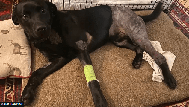Dog Survives After Falling 50ft from Reservoir Dam