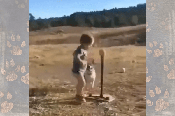 IPS Officer Posts Clip Of A Kid Playing Baseball With A Pet Dog, Shares Lovely Caption