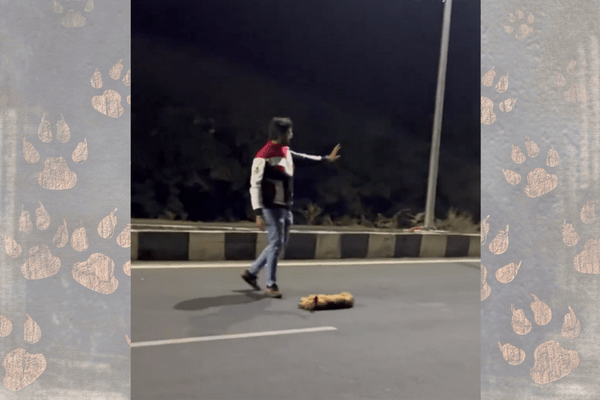 Man saves dogs life after rescuing it from the middle of a road.(Instagram/@ Kartavya society)