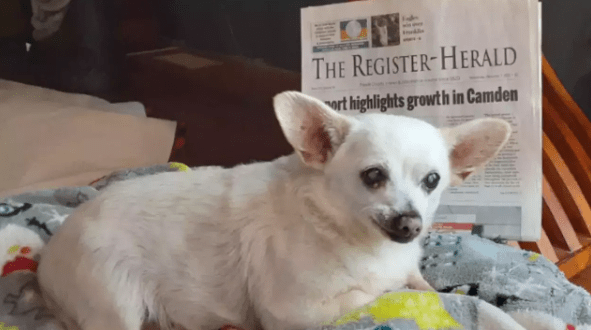 Meet Spike,The Chihuahua Is Officially The World’s Oldest Dog, Aged 23
