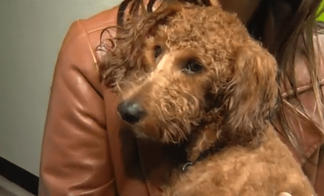 More Than 100 Dogs Were Rescued from Baja Breeder in Terrible State