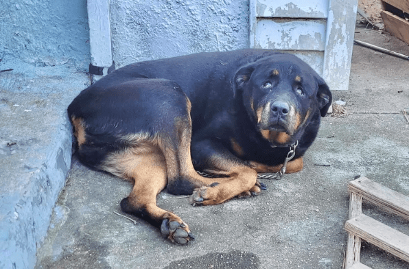 New Jersey Dog Left Outside in Cold Is Rescued