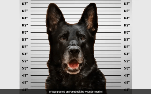 US Police Dog Accused of Stealing Officer’s Lunch Photo Goes Viral