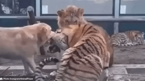 Watch Intense Fight Between Dog, Tiger, And Lion Surprises Internet