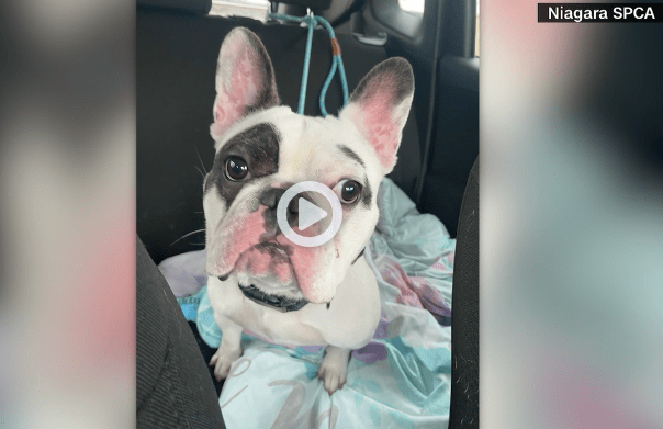 A Dog Failed 3 Times to Get a Forever Home In New York