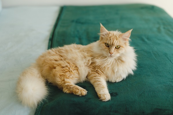 Do Cats Feel Stressed If So, How to Get Over It