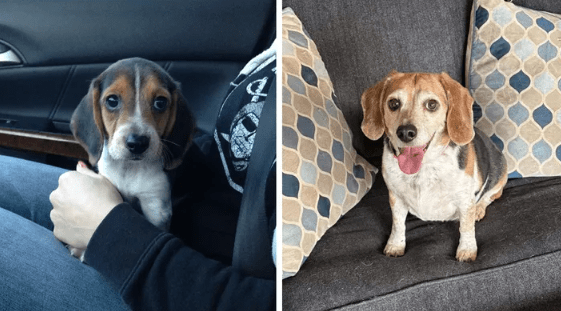 Dog Missing from Kansas for Eight Long Years Is Found 1,000 Miles Away from Home in Idaho