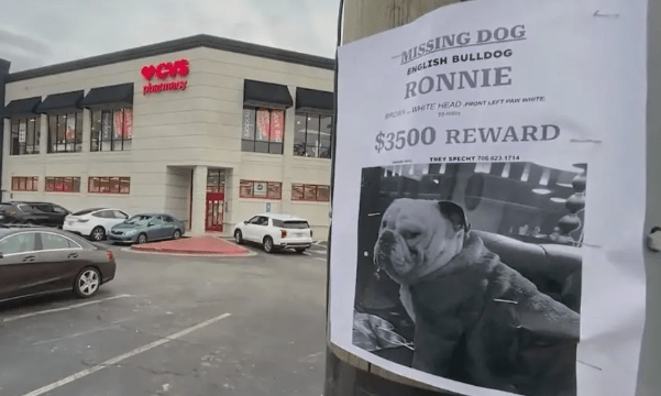 Dog Stolen During Auto Theft Is Reunited with Owner