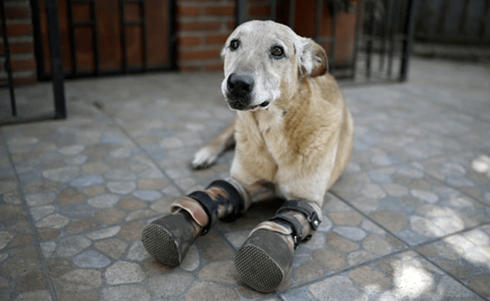 Dog Tortured By Mexican Drug Cartel Members, Could Be 'America's Favourite Pet'