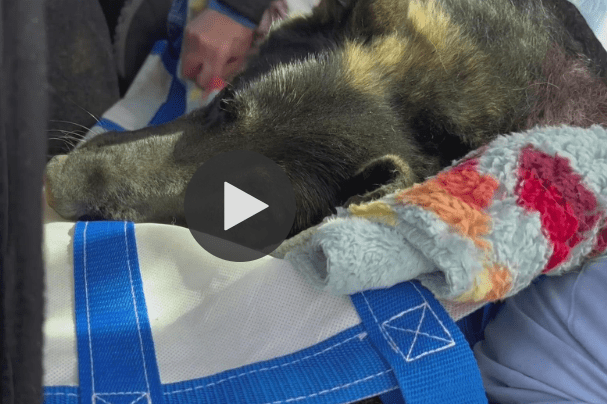 Firefighters Rescue a Dog Trapped for Hours in 60-Foot Hole