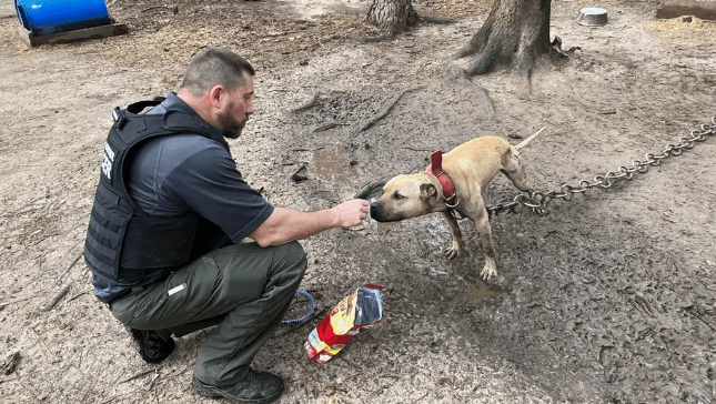 Georgia Man Charged for Training Dogs to Fight