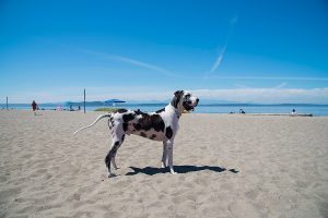 Great Dane