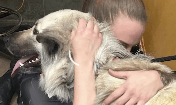 Heartbreaking Note Left with A Dog Found Abandoned