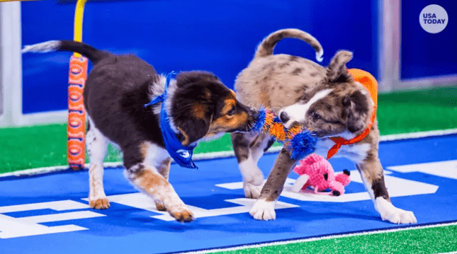 Meet Rhode Island Dog Born with 2 Legs Is Set to Star in Puppy Bowl